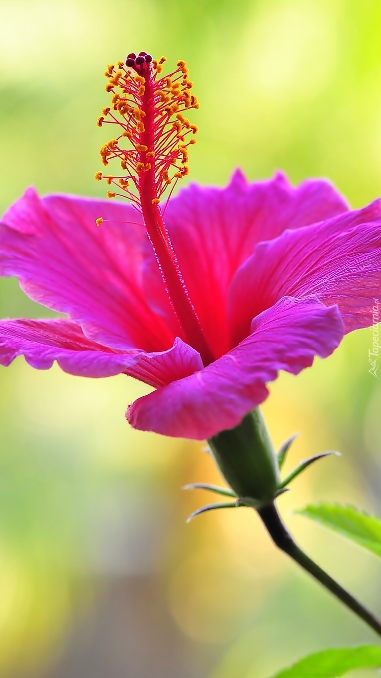 Różowy hibiskus