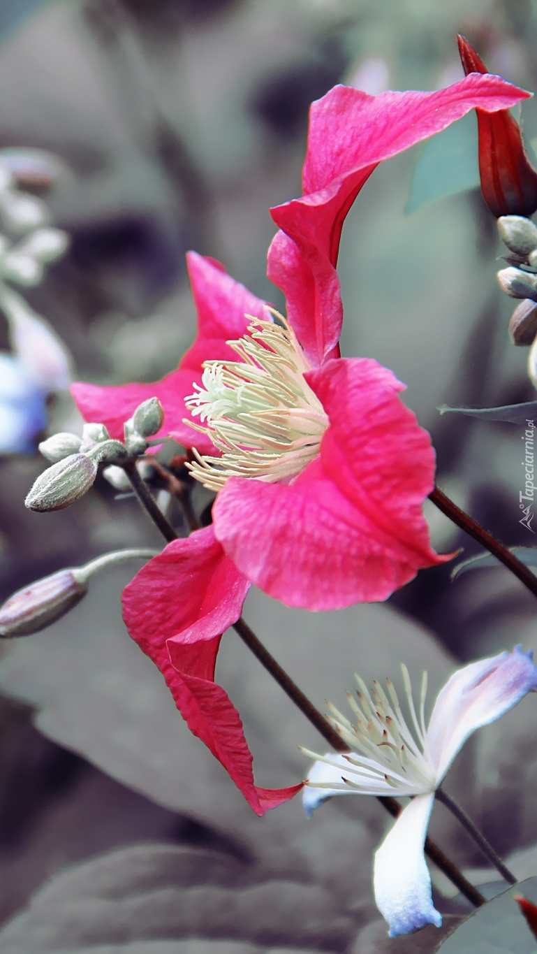 Różowy kwiat na szarawym tle