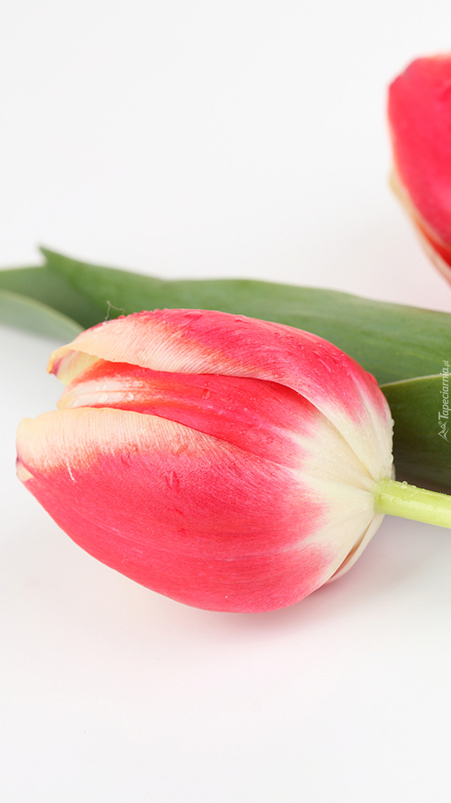 Różowy pąk tulipana