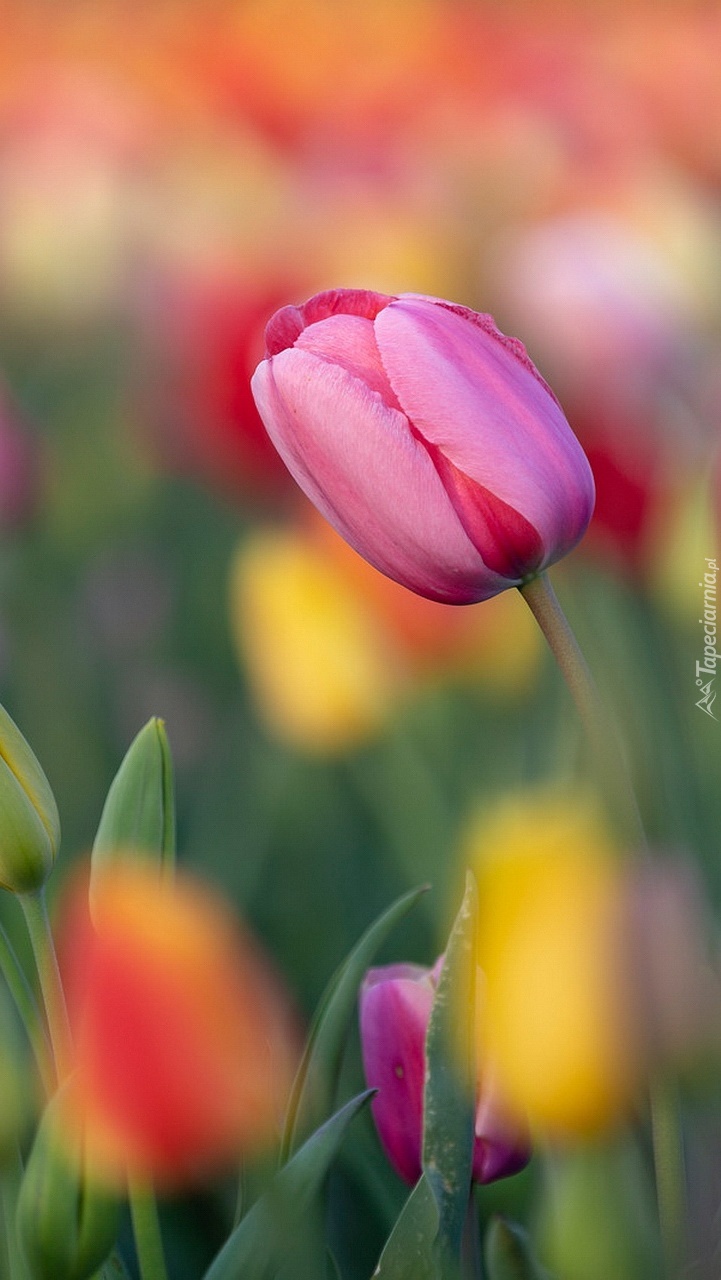 Różowy tulipan na kolorowym tle