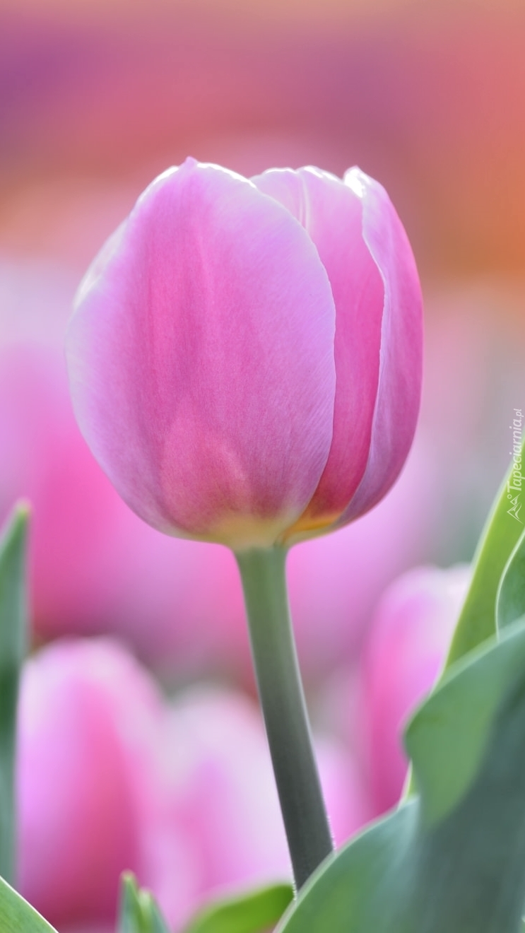 Różowy tulipan na rozmytym tle