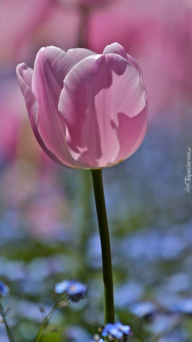 Różowy tulipan w makro