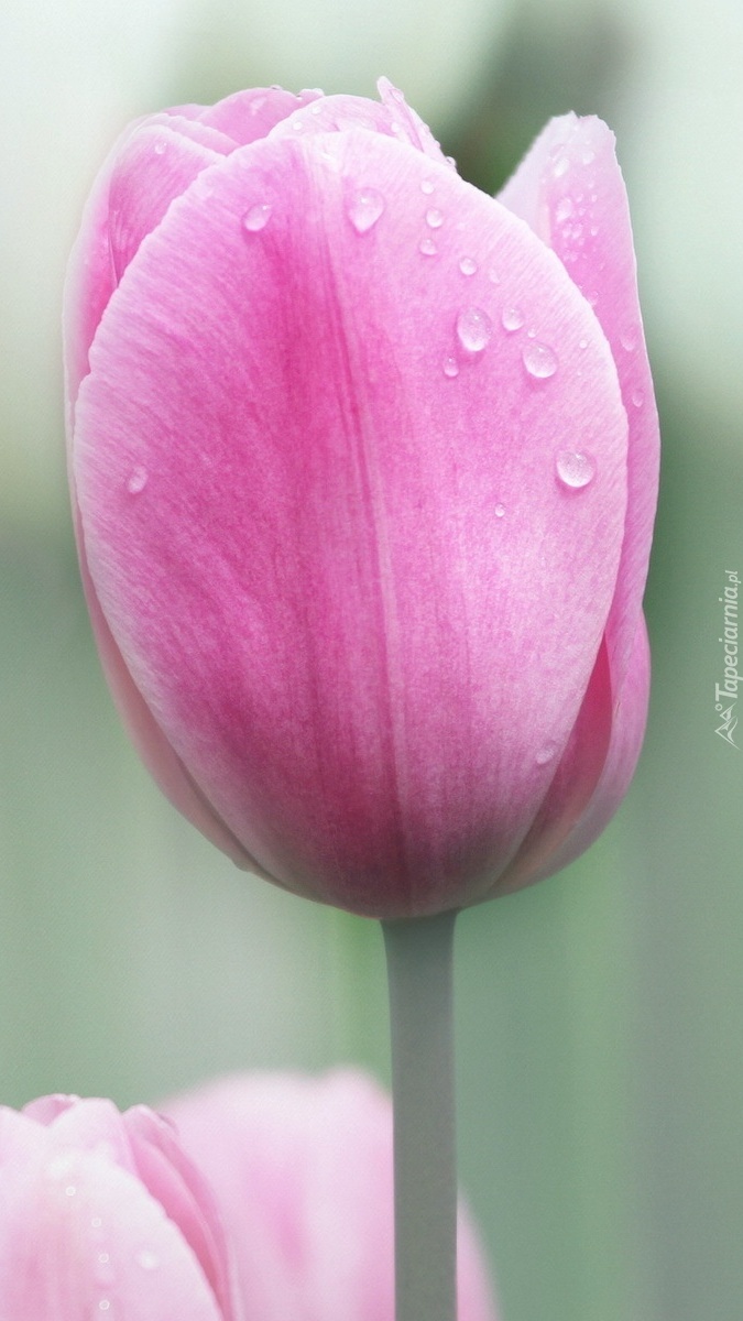 Różowy tulipan z kroplami rosy