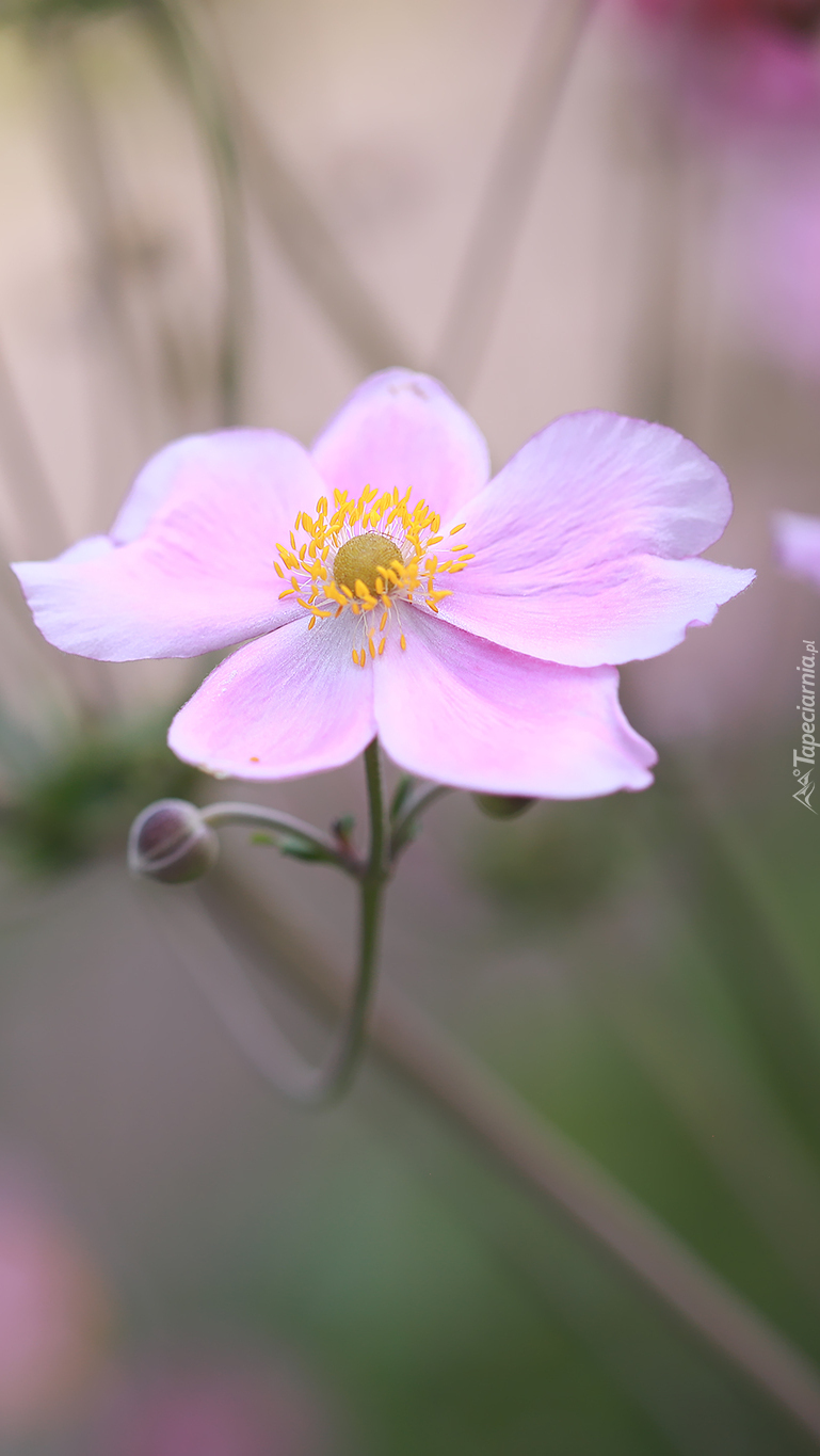 Różowy zawilec japoński z pąkiem