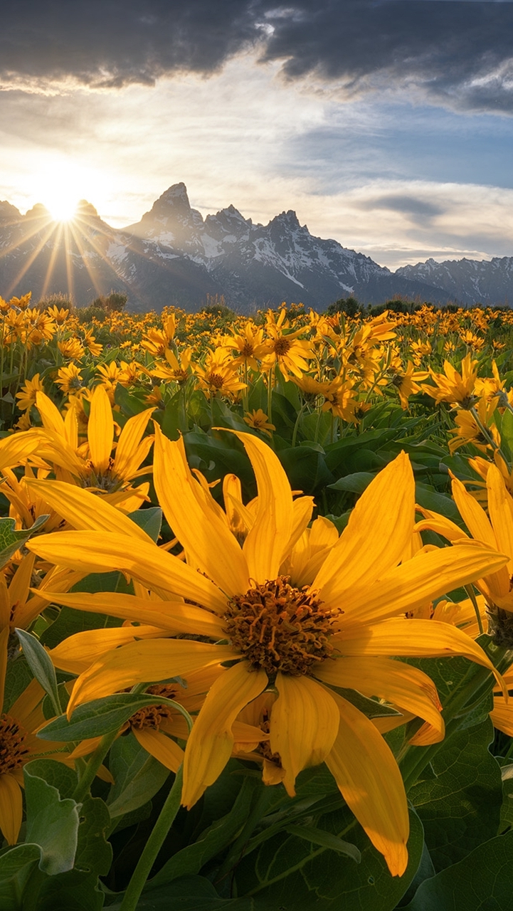 Rozświetlona balsamorhiza i góry Grand Teton