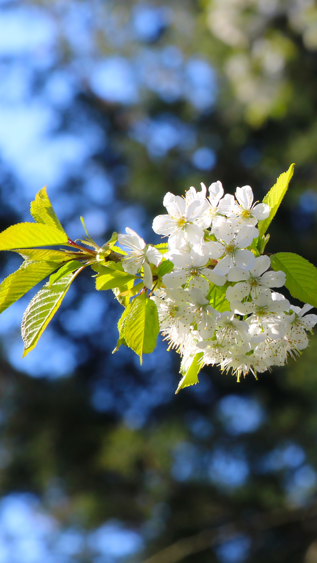 Rozświetlone białe kwiaty drzewa owocowego