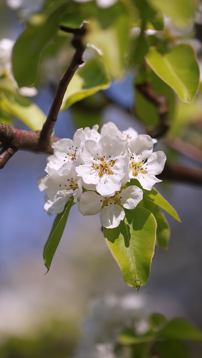 Rozświetlone białe kwiaty i liście jabłoni