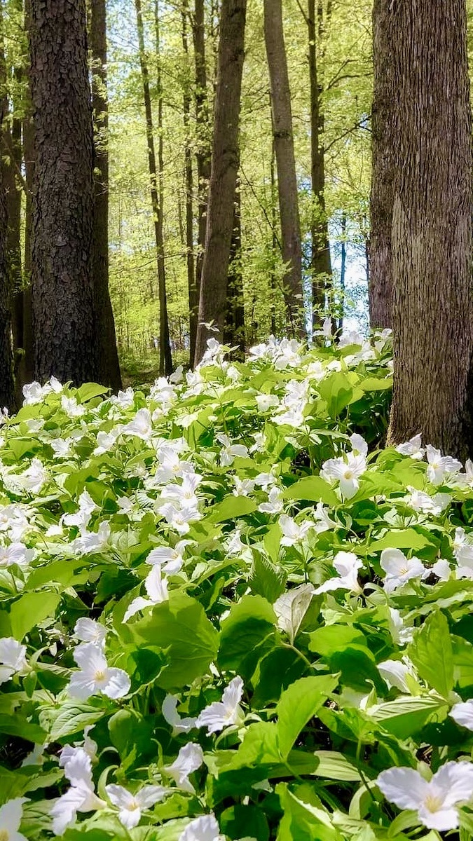 Rozświetlone białe trójlisty wielkokwiatowe w zielonym lesie