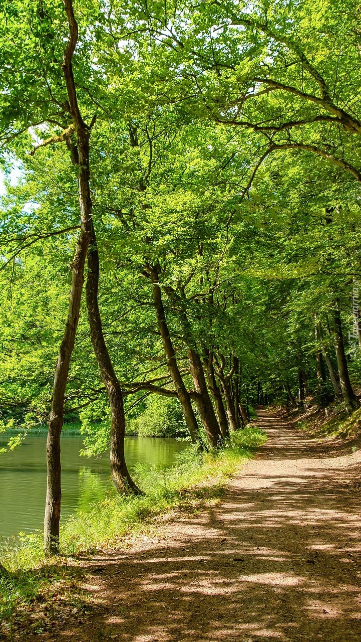 Rozświetlone drzewa i ścieżka nad jeziorem