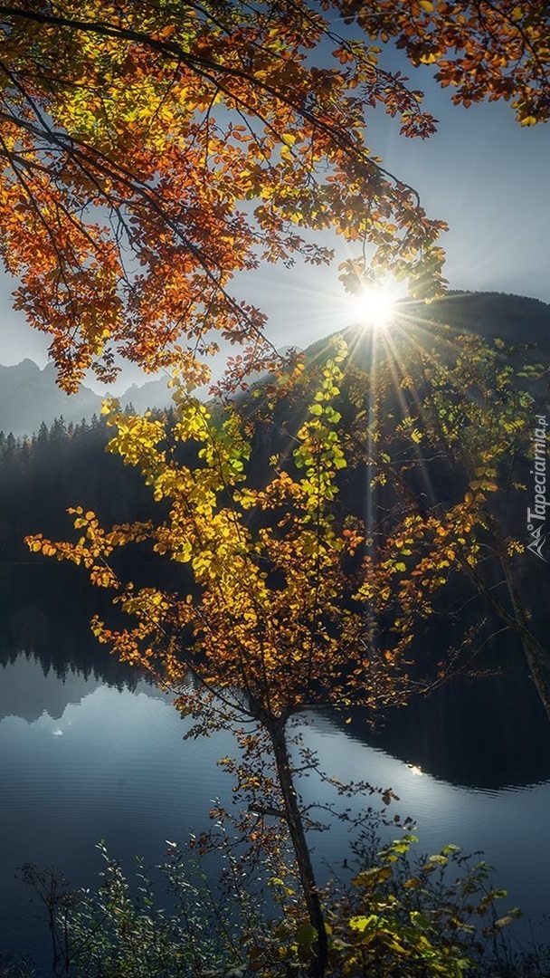 Rozświetlone drzewa nad jeziorem Laghi di Fusine