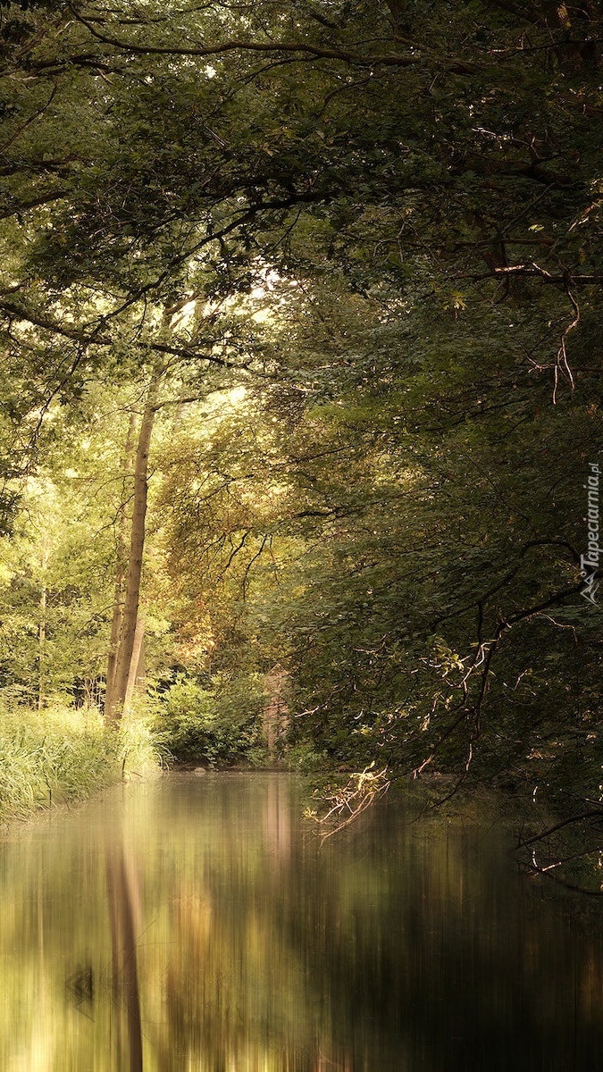 Rozświetlone drzewa nad leśną rzeką