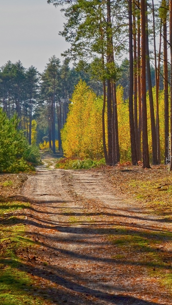 Rozświetlone drzewa przy leśnej ścieżce