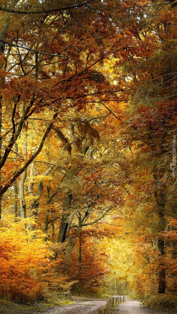 Rozświetlone drzewa w jesiennym lesie