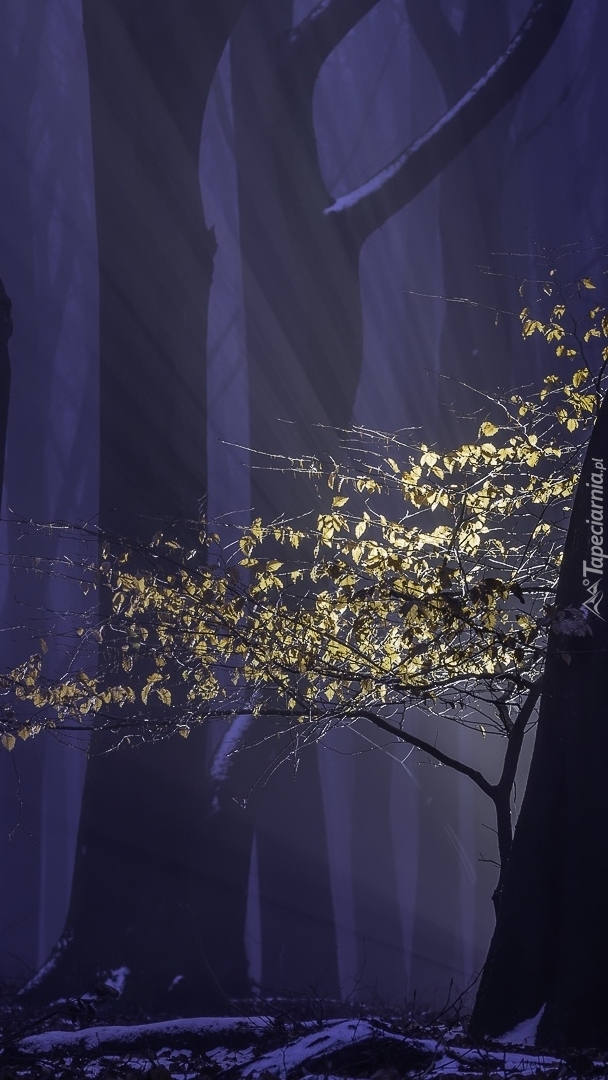 Rozświetlone drzewo w ciemnym lesie