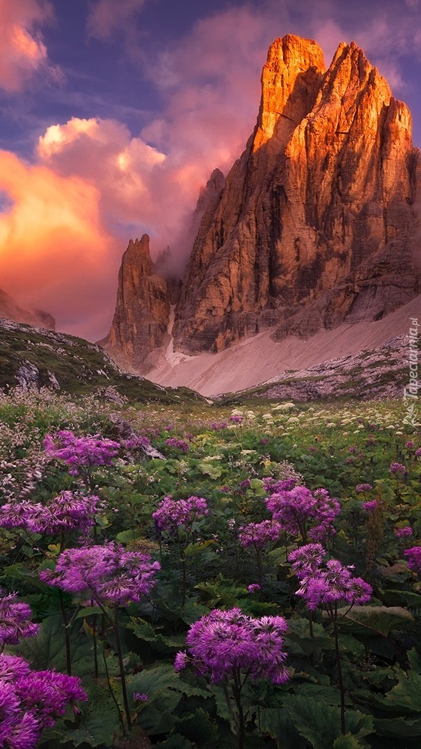 Rozświetlone góry i kwiaty na łące