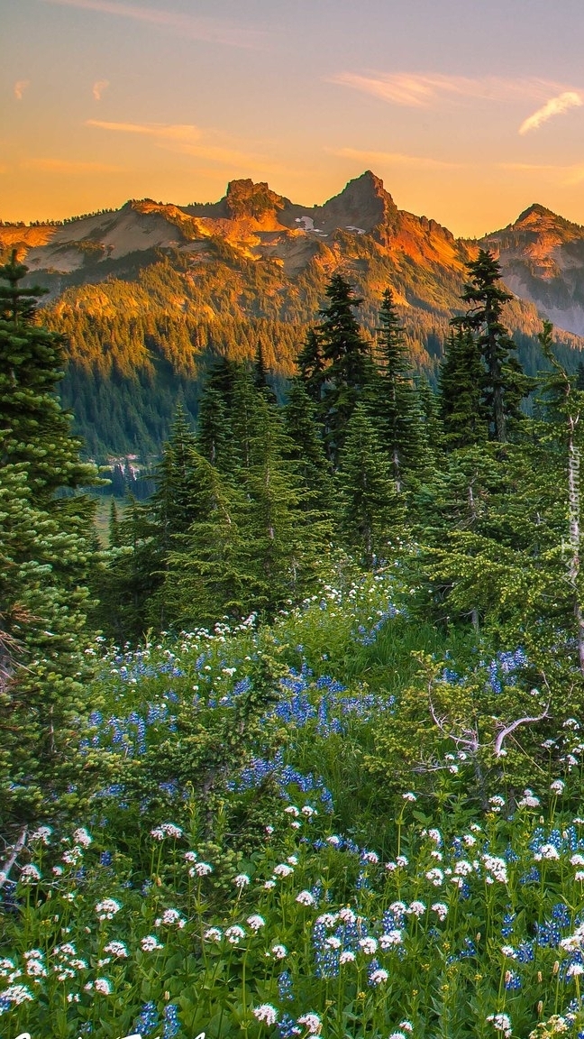 Rozświetlone góry w Parku Narodowym Mount Rainier