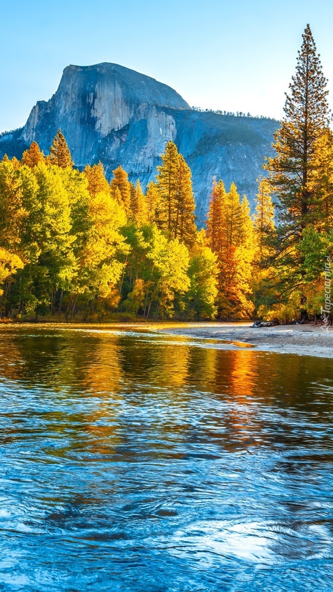 Rozświetlone jesienne drzewa nad rzeką Merced River