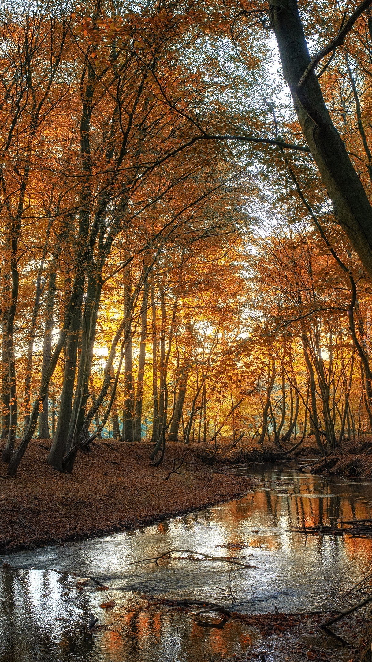 Rozświetlone jesienne drzewa nad rzeką