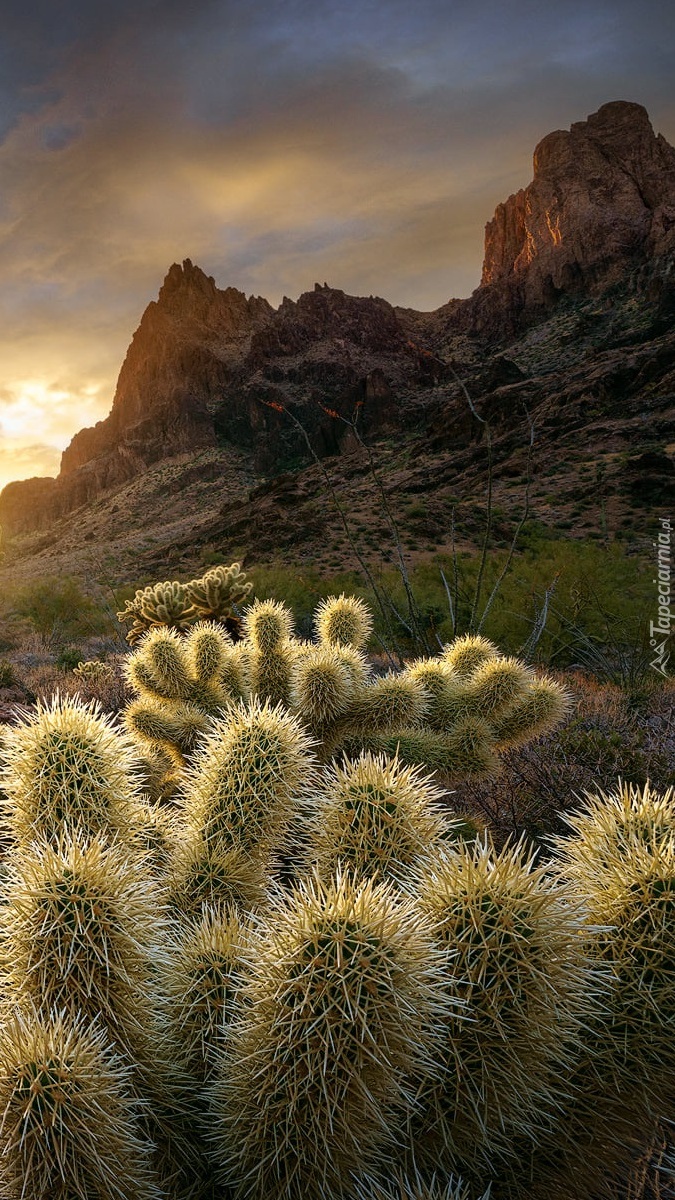 Rozświetlone kaktusy na tle gór