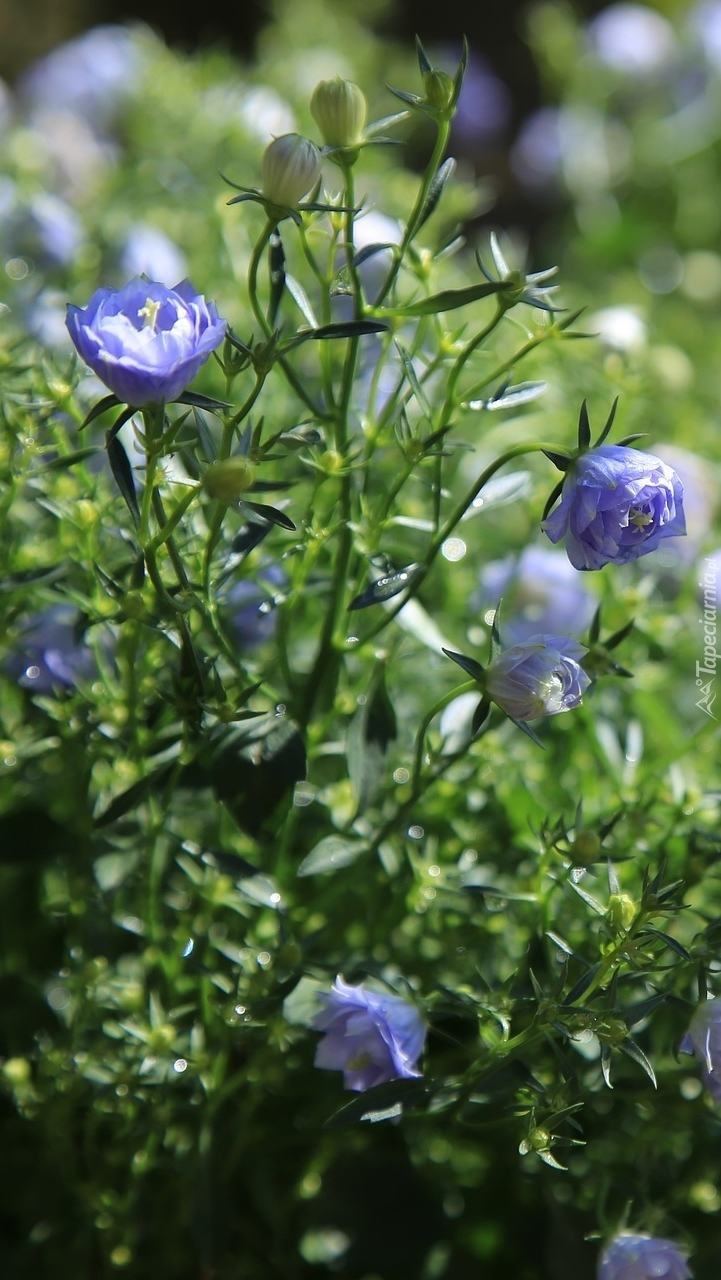 Rozświetlone niebieskie kwiatki