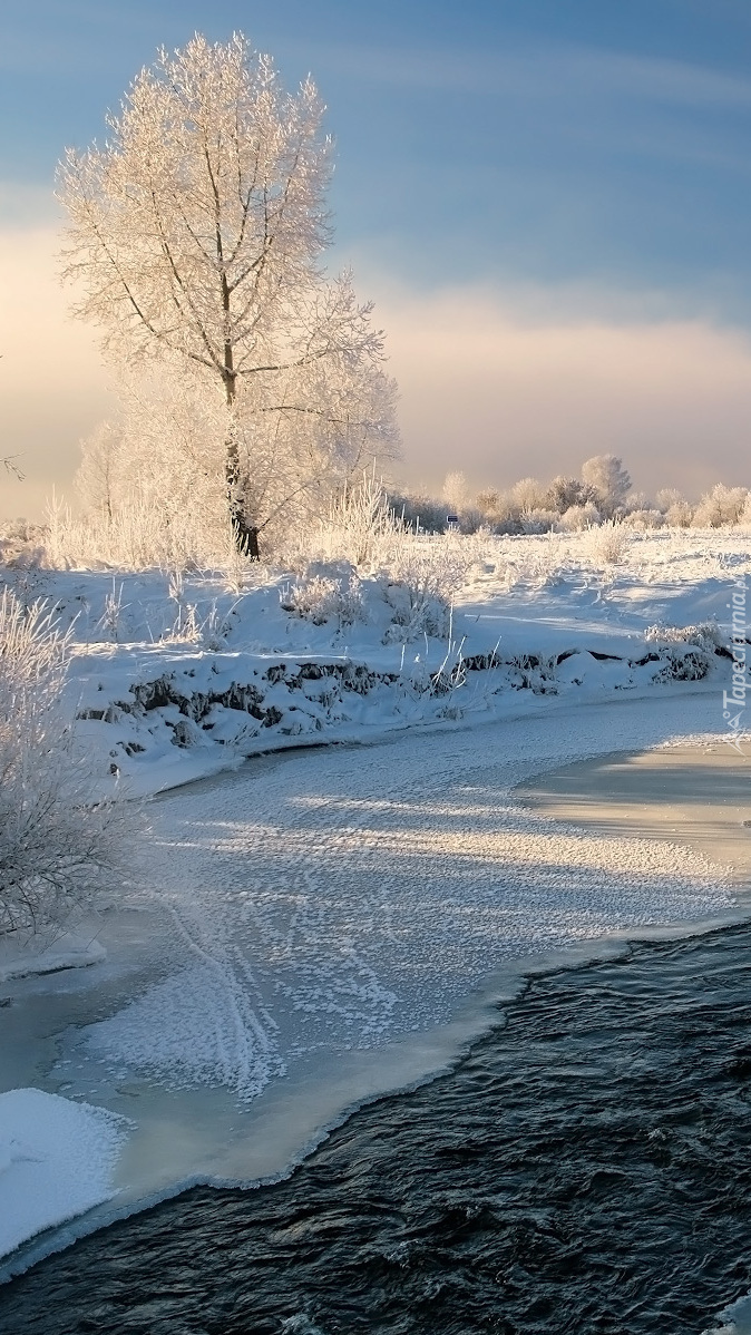 Rozświetlone oszronione drzewo nad rzeką