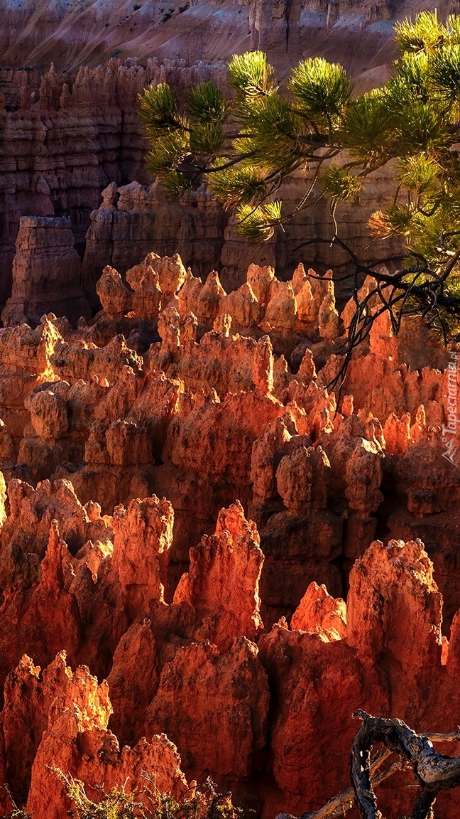 Rozświetlone skały w Bryce Canyon