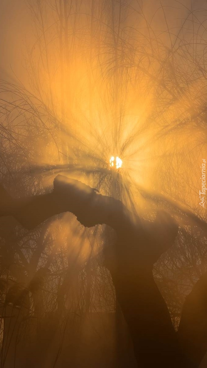 Rozświetlone słońcem drzewo we mgle