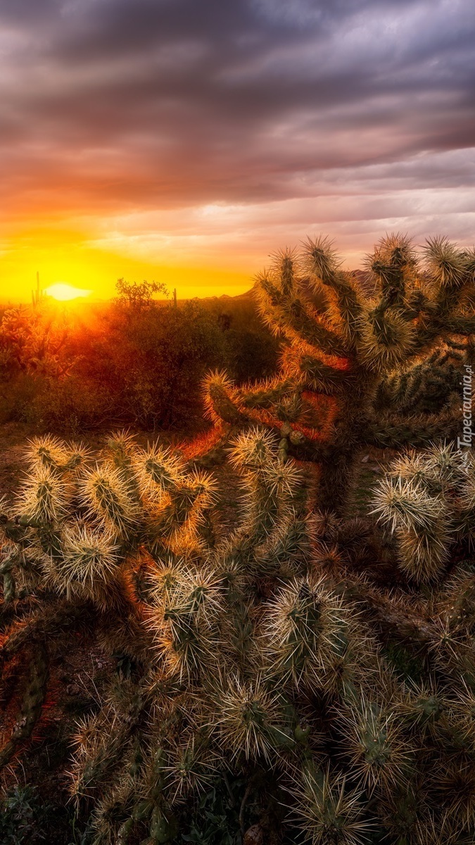 Rozświetlone słońcem kaktusy