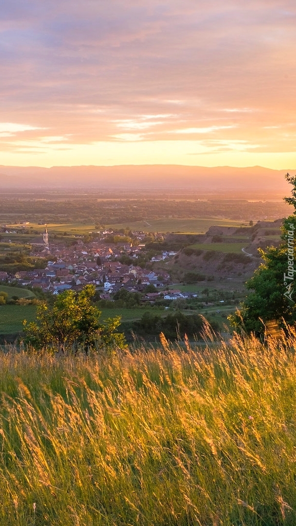 Rozświetlone trawy na wzgórzach Kaiserstuhl