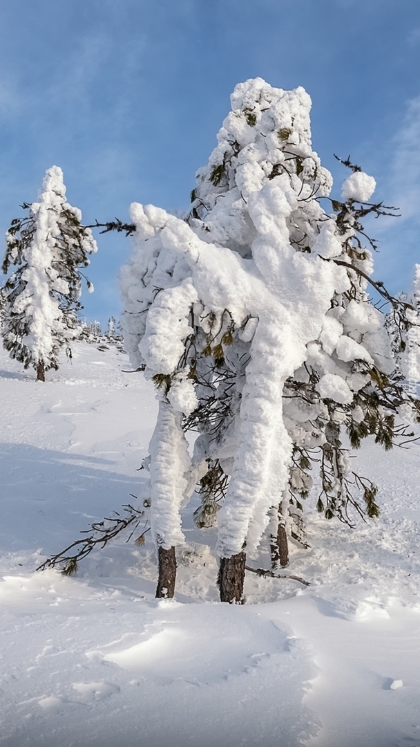 Rozświetlone zasypane śniegiem drzewa