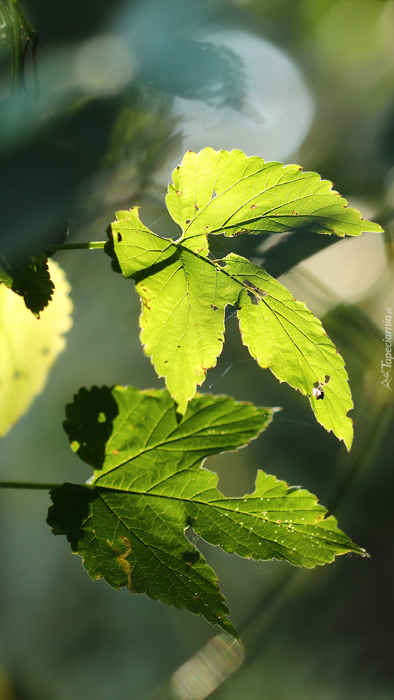 Rozświetlone zielone liście