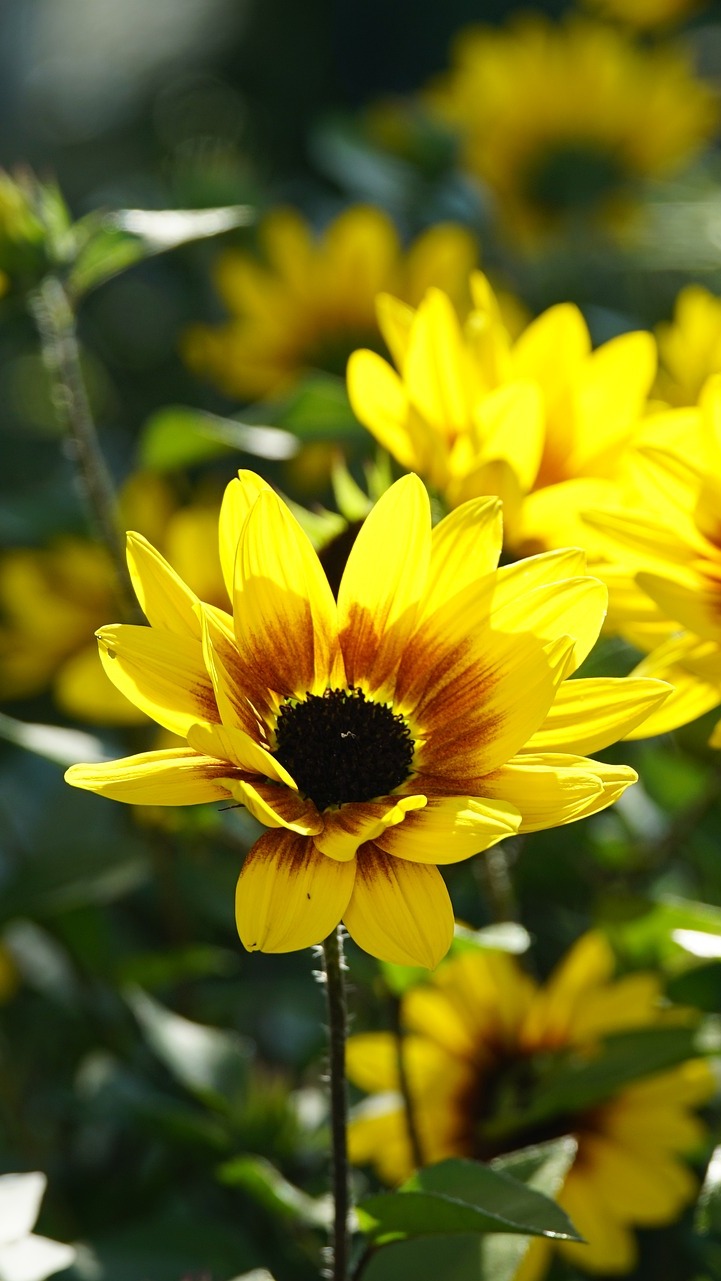 Rozświetlone żółte kwiaty