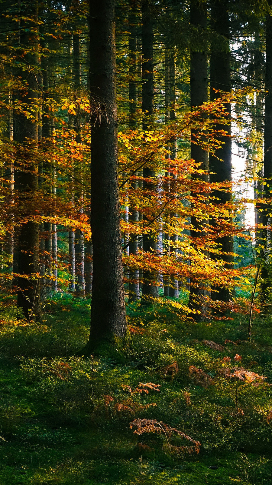 Rozświetlony jesienny las