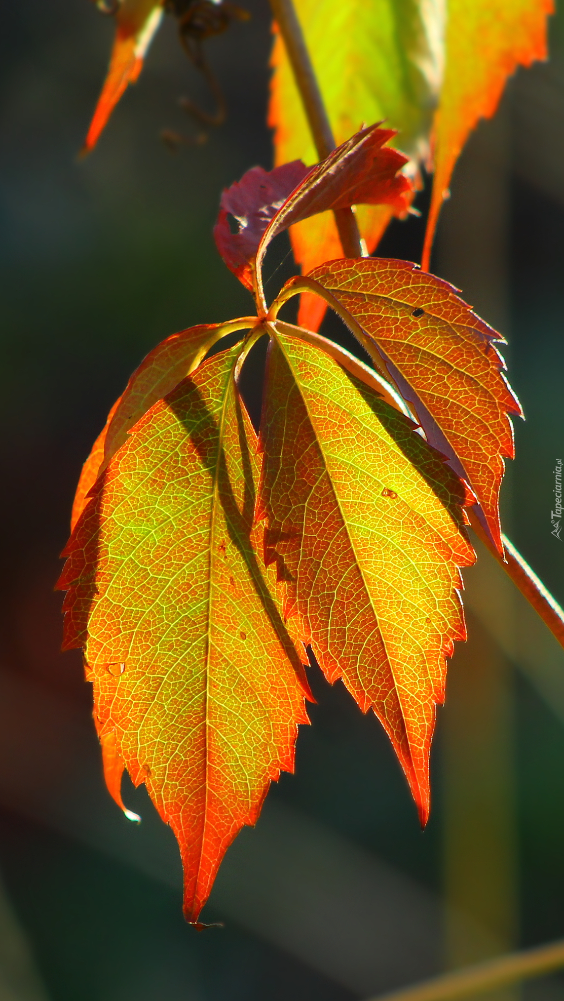 Rozświetlony jesienny liść