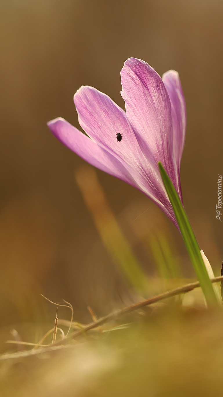 Rozświetlony krokus