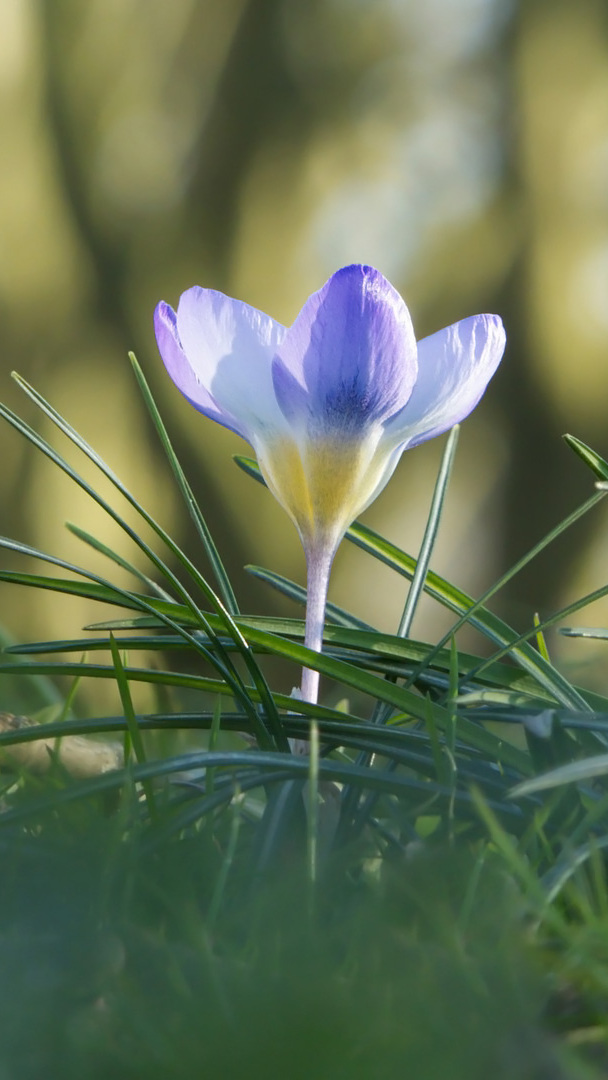 Rozświetlony krokus