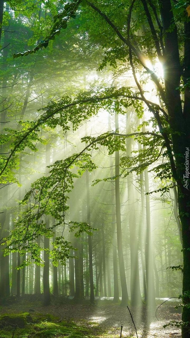 Rozświetlony las