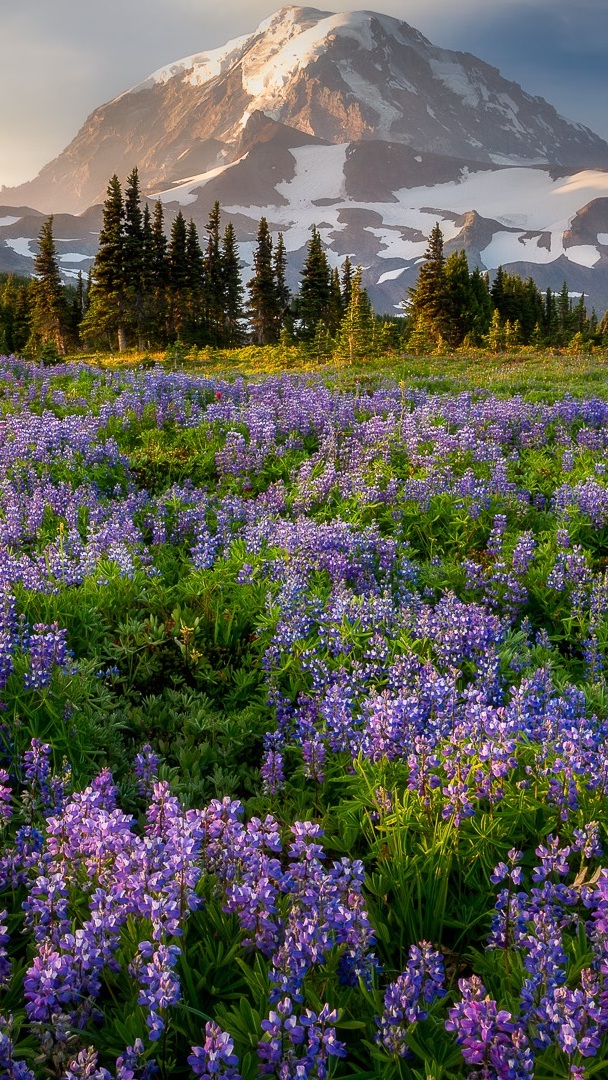 Rozświetlony łubin na łące na tle ośnieżonego stratowulkanu Mount Rainier