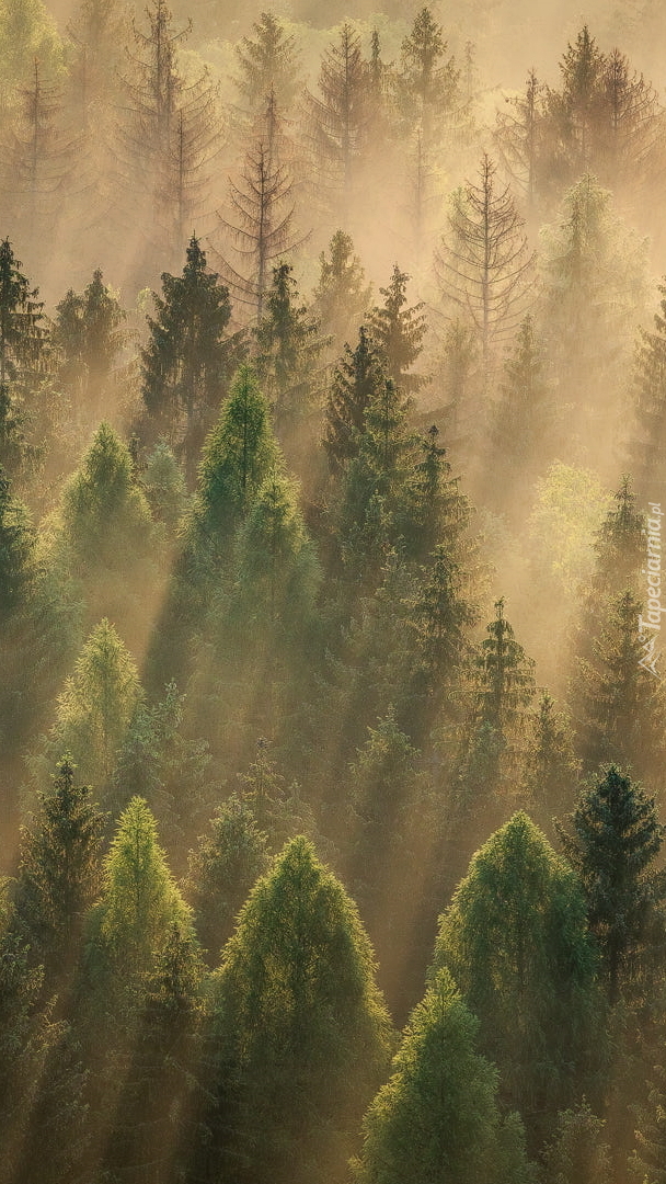Rozświetlony słońcem las we mgle