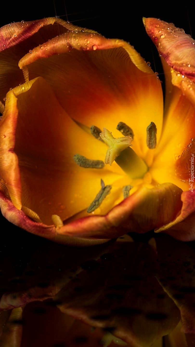 Rozświetlony tulipan z widocznymi pręcikami