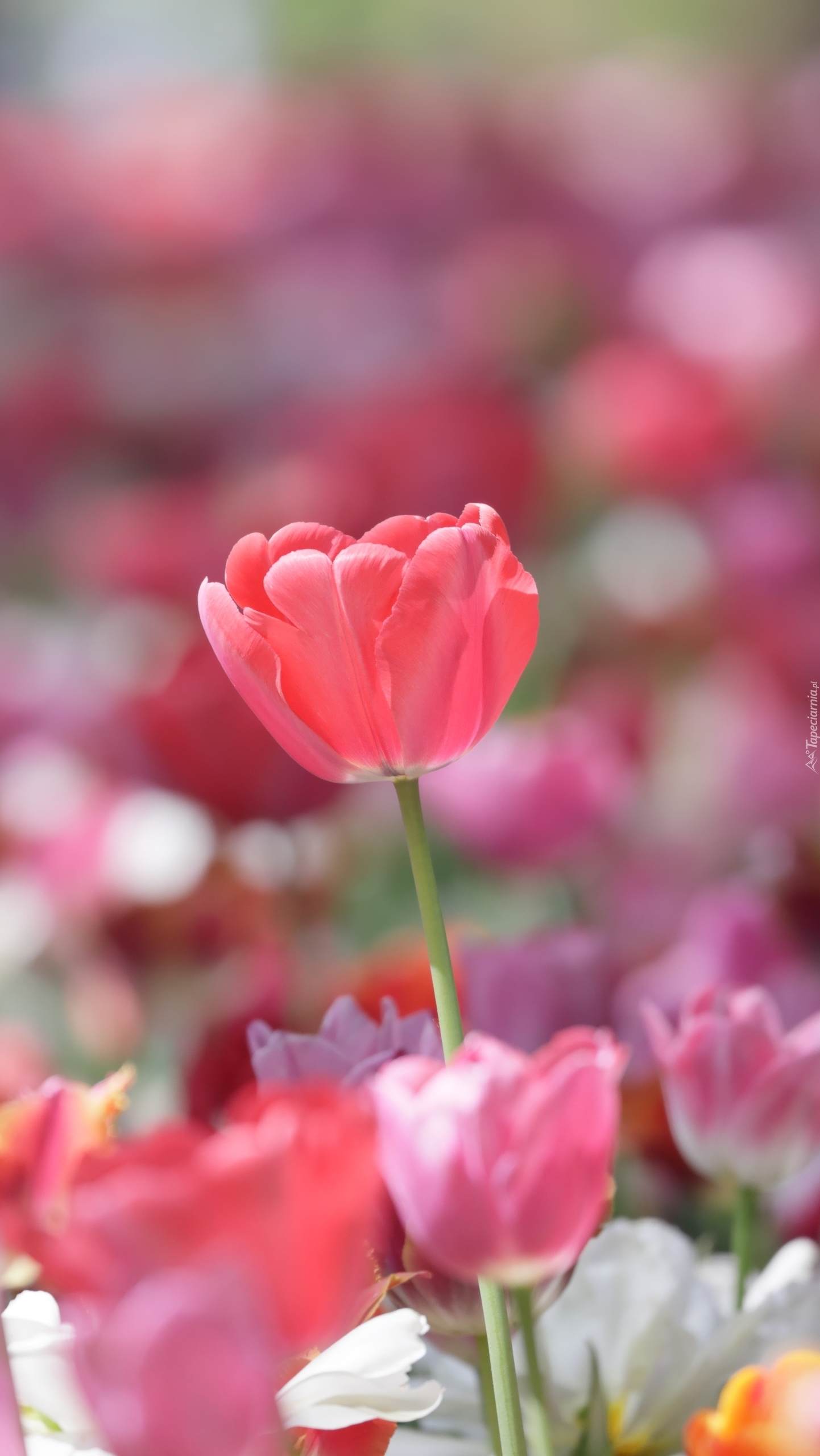 Rozświetlony tulipan