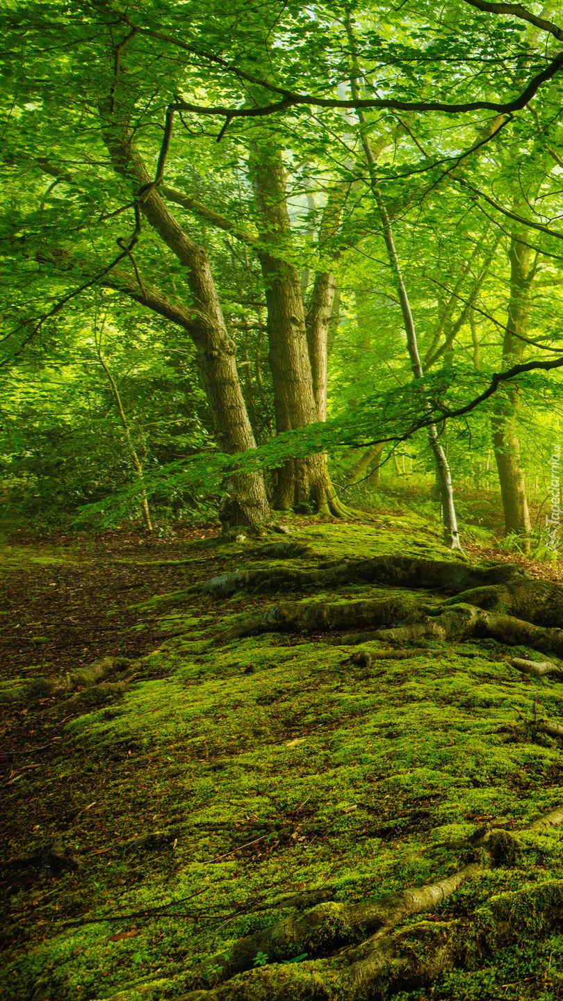 Rozświetlony zielony las