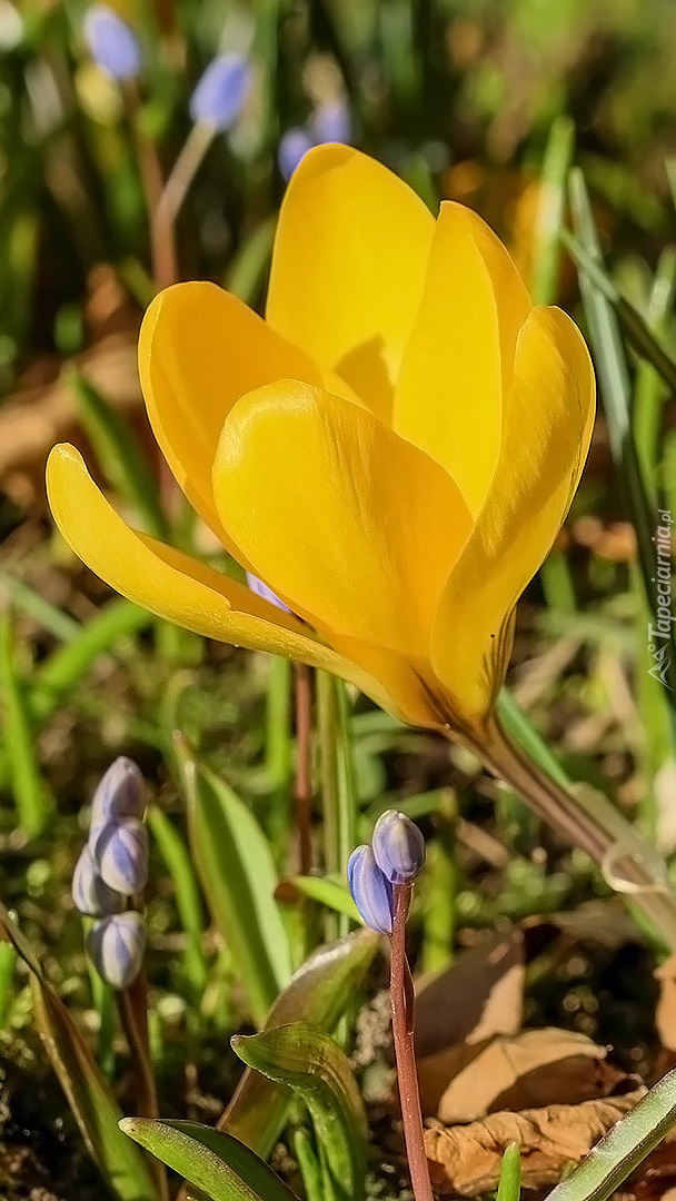 Rozświetlony żółty krokus