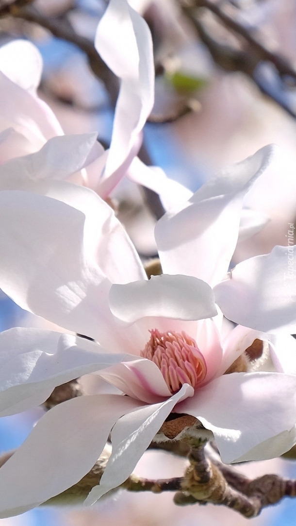 Rozwinięta biała magnolia
