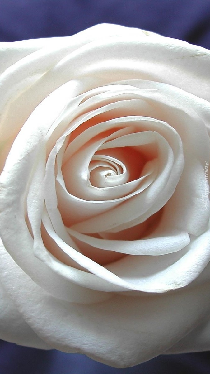Rozwinięta biała róża