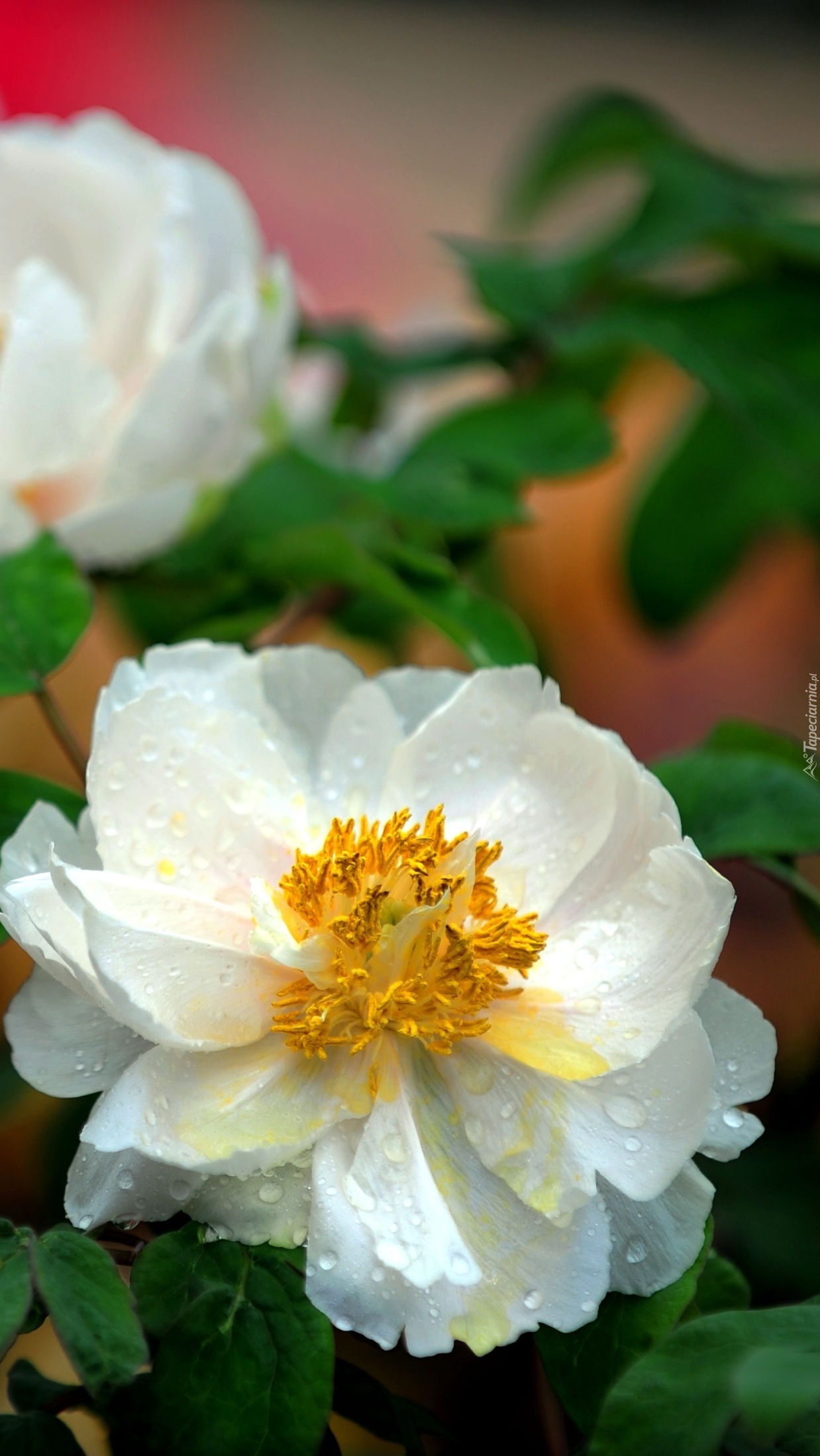 Rozwinięta biała róża