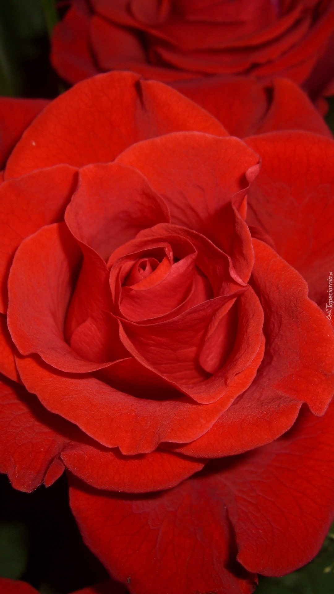 Rozwinięta czerwona róża
