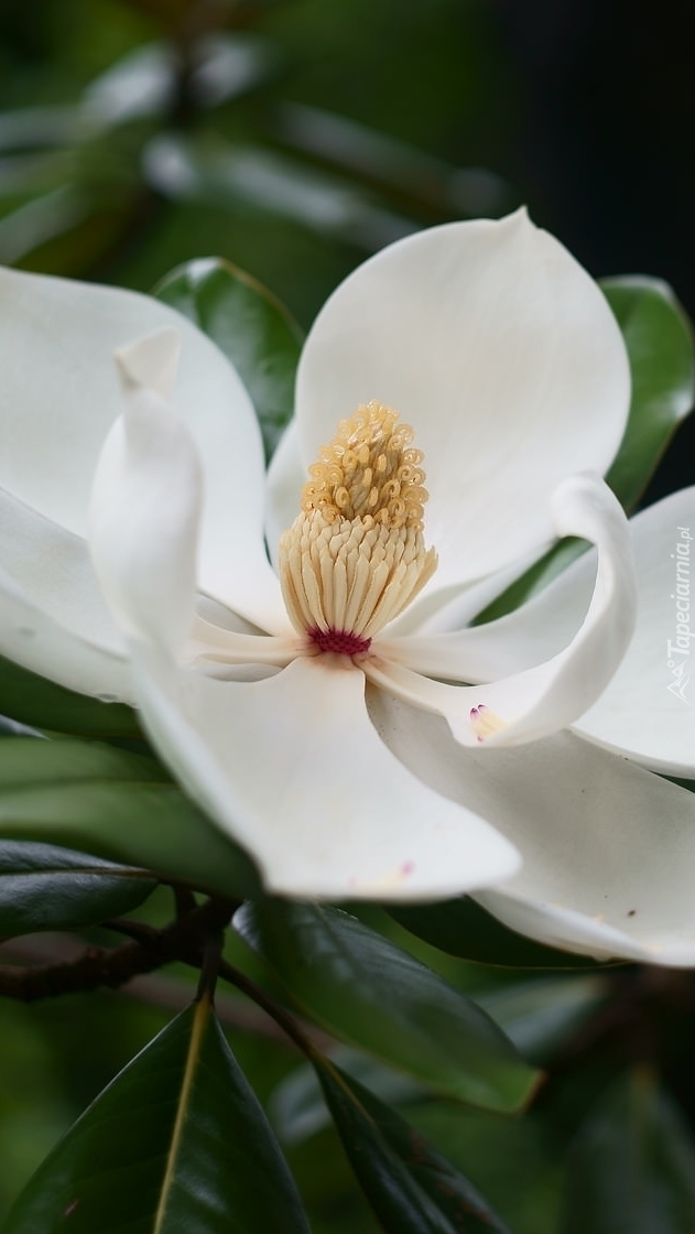 Rozwinięta magnolia wielkokwiatowa