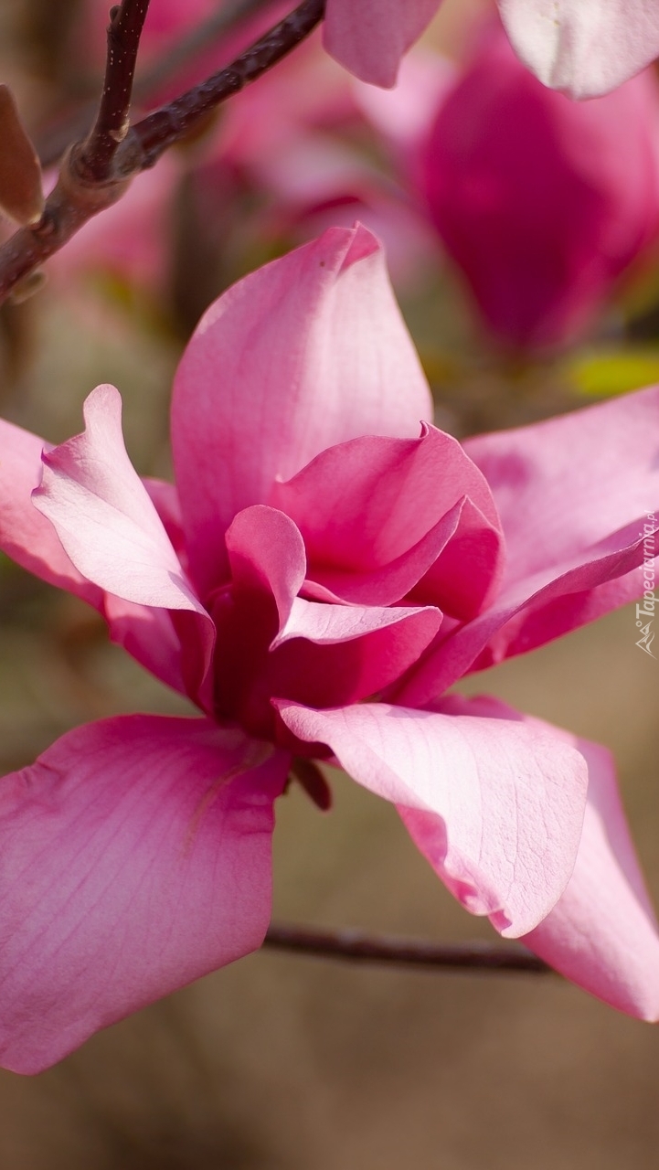 Rozwinięta magnolia