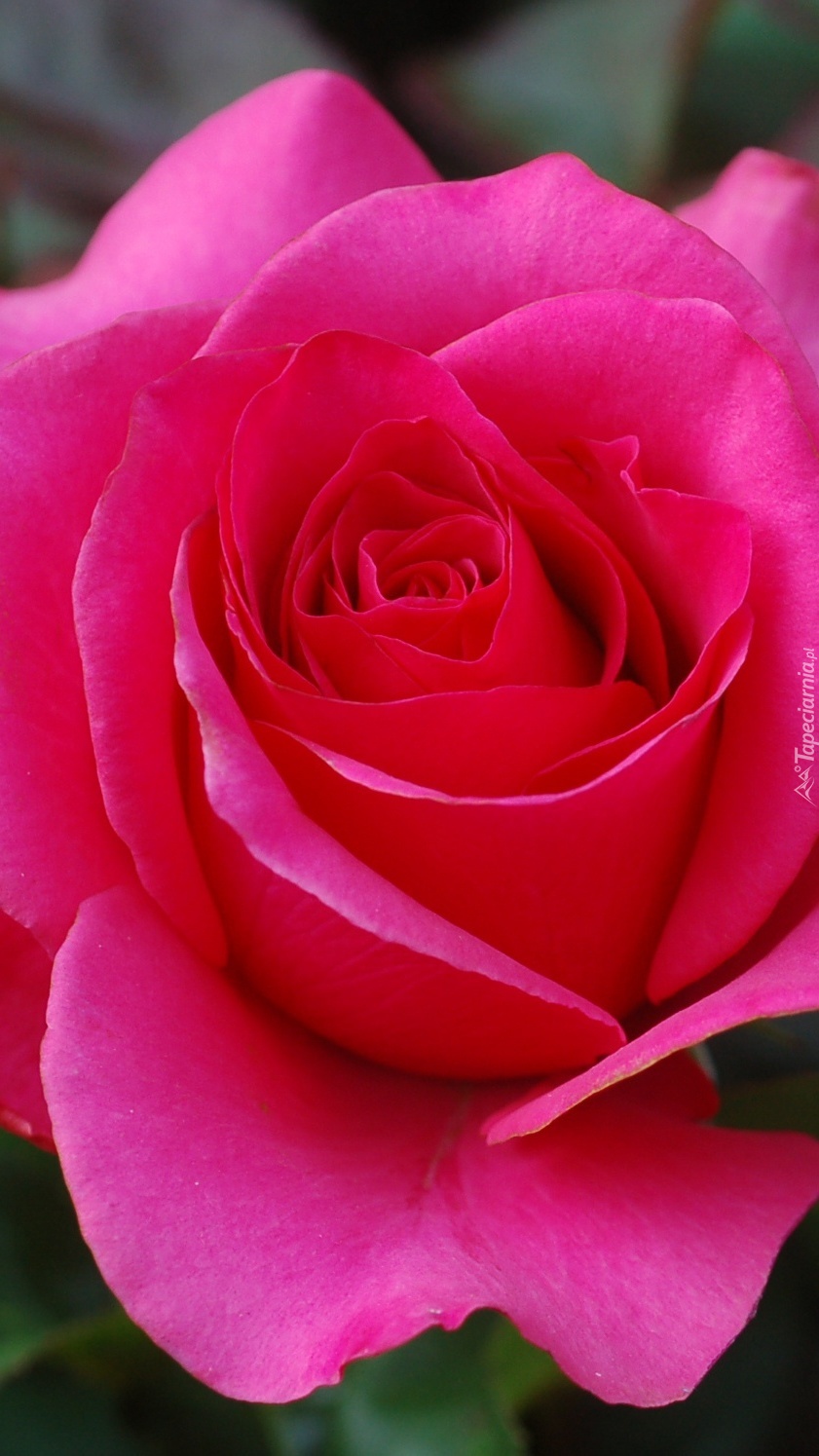 Rozwinięta różowa róża